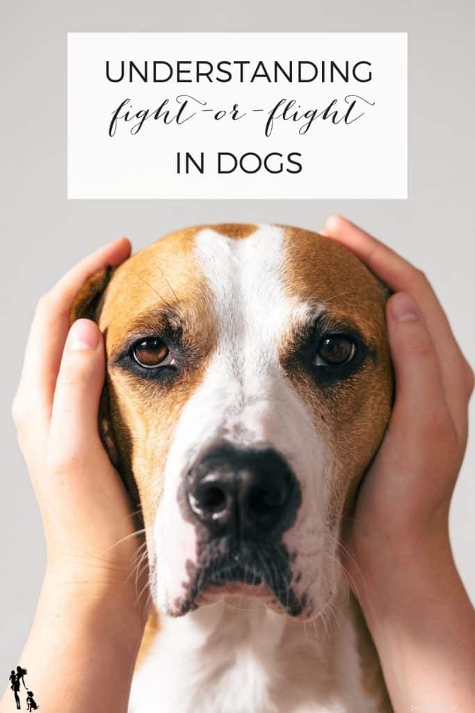 Decodificare la risposta di lotta o fuga nei cani:una guida pratica 