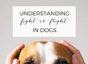 Decoding the Fight-or-Flight Response in Dogs: A Practical Guide
