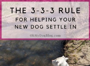 The 3‑3‑3 Dog Adoption Framework & Penny’s Progress Update