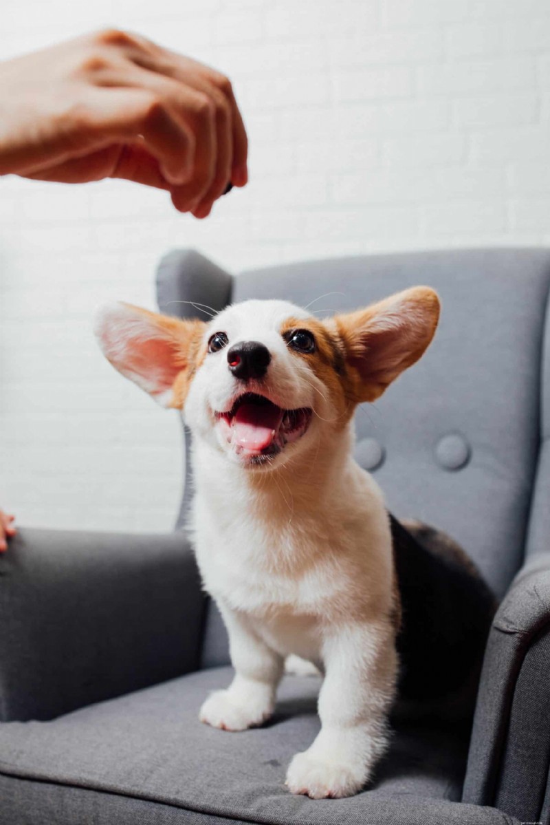 10 maneiras comprovadas de manter seu cachorro feliz e saudável 