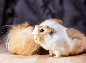 Understanding Guinea Pig Teeth Chattering: A Guide to Their Mood and Boundaries