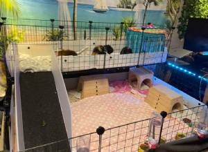 27 Proven Enrichment Ideas to Keep Your Guinea Pig Happy & Healthy
