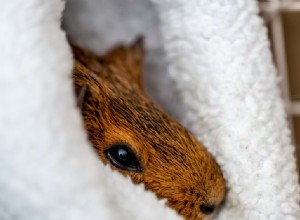 Guinea Pig Depression: Recognizing Symptoms & Effective Care Tips