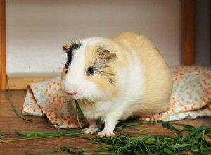 Guinea Pig Size & Weight: A Comprehensive Guide to Healthy Growth