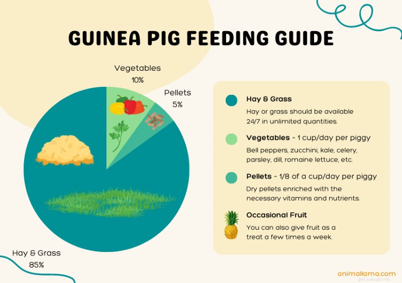 Comment identifier les cochons d Inde en surpoids :signes, causes et conseils d entretien 