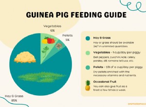How to Identify Overweight Guinea Pigs: Signs, Causes, and Care Tips