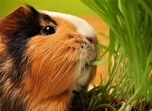 Grow Fresh Grass for Guinea Pigs: A Simple 7-Step Guide