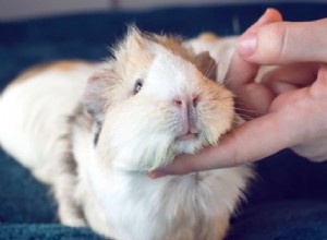 Understanding Guinea Pig Purring: What Their Sounds Reveal About Mood and Health