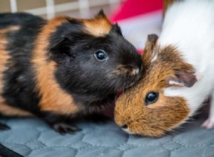 Guinea Pig Barbering: How to Spot, Prevent, and Treat Fur Trims