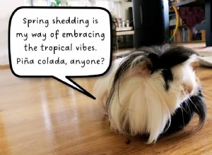 Guinea Pig Shedding Explained: Causes, Frequency, and Effective Solutions