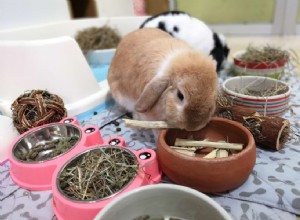 Guinea Pigs vs. Rabbits: 16 Key Differences to Help You Choose the Right Pet