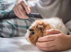 Guinea Pig Grooming Guide: Essential Tips for Clean and Happy Pets