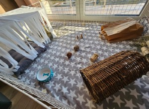 How to Build a Safe & Stimulating Guinea Pig Cage - A Complete Guide