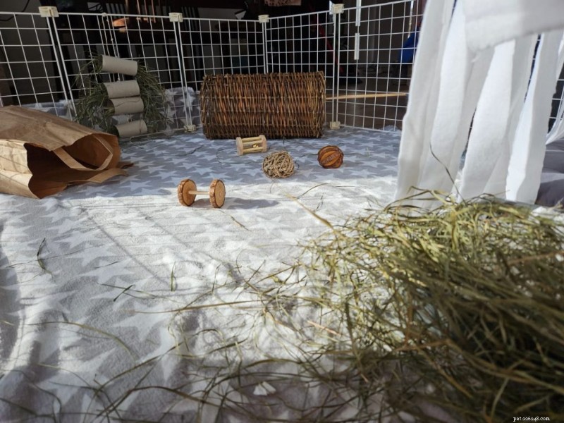 Comment construire une cage pour cochons d Inde sûre et stimulante - Un guide complet 