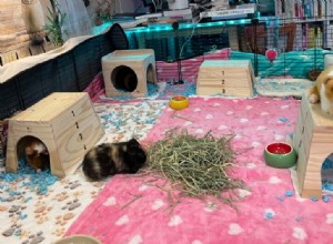 Fleece Bedding for Guinea Pigs: Benefits, Drawbacks & Care Tips