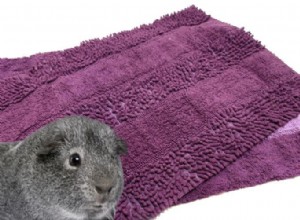 Choosing Chenille Bath Mats for Guinea Pigs: Benefits, Drawbacks, and Care Tips