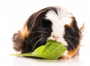 Essential Fresh Food Guide for Guinea Pigs: Safe Vegetables, Fruits & Herbs