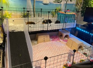 Essential Guinea Pig Supplies: 25 Must-Have Items for a Smooth New Pet Arrival