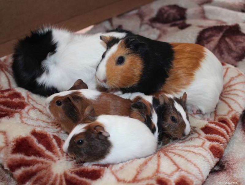 Zwangerschap en verzorging van cavia s:een complete gids voor dracht, bevalling en postnatale gezondheid 