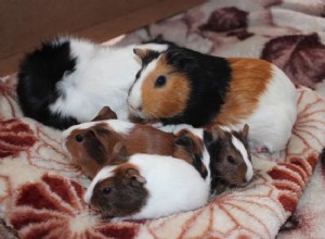 Guinea Pig Pregnancy & Care: A Complete Guide to Gestation, Delivery, and Postnatal Health
