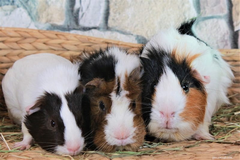 15 belangrijke overwegingen voordat u een cavia adopteert 