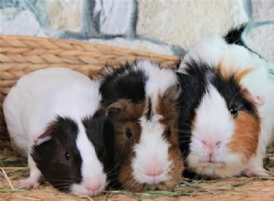 15 Key Considerations Before Adopting a Guinea Pig
