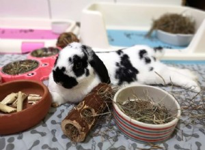 The True Cost of Owning a Rabbit: A Complete Financial Breakdown