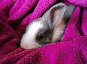 What Temperatures Are Safe for Rabbits? Tips for Keeping Them Warm in Winter