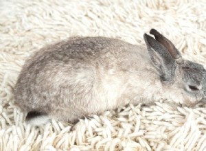 12 Critical Signs Your Rabbit May Be Nearing the End of Life