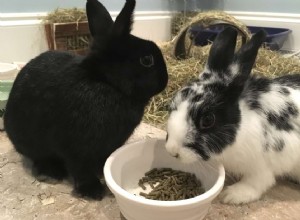 Top Rabbit Food Brands: Expert Guide to Nutritional Choices