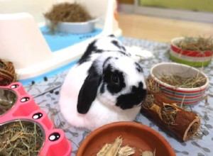 The Ultimate Guide to Rabbit Litter Boxes for All Sizes