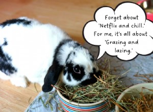 Rabbits: Survival Limits Without Food & Water – What You Need to Know