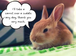 Do Rabbits Enjoy Cuddling? Understanding Their Affection Preferences