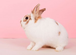 What Rabbits Thump Means: Decoding Their Signals