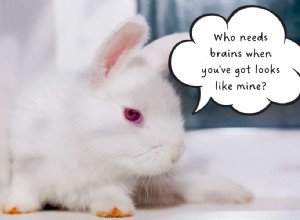 Uncovering Rabbit Intelligence: The Truth Behind Their Twitching Noses