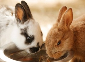 Do Rabbits Really Need Salt Licks? A Veterinary Perspective