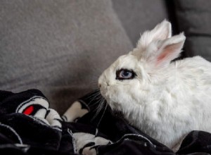 Understanding Why Your Rabbit May Pee on You and How to Resolve It