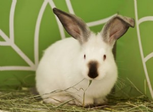 Top 10 Most Affectionate Rabbit Breeds: Friendly, Cuddly, and Gentle Companions