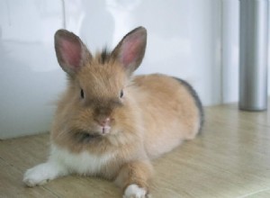 Effortless Rabbit Litter Training: 3 Proven Steps