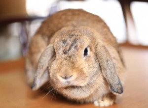 8 Key Stress Signals in Rabbits & Proven Ways to Calm Them