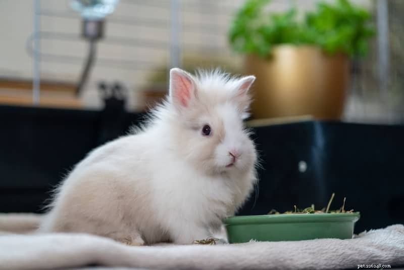 Stěhování králíka? Odborné tipy pro usnadnění přechodu 