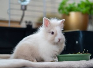 Moving Your Rabbit? Expert Tips to Ease the Transition