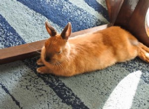 Safe & Easy Free-Roam Rabbit Setup: Let Your Indoor Bunny Explore the House with Confidence