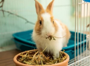 Comprehensive Rabbit Gestation Guide: Pregnancy Care & Expert Tips