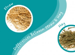 Can Rabbits Safely Eat Straw? A Practical Guide for Concerned Owners