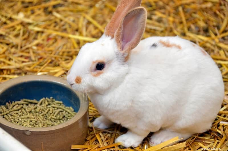 Kunnen konijnen veilig stro eten? Een praktische gids voor bezorgde eigenaren 