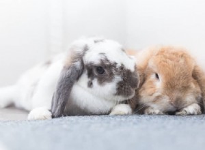 5 Clear Indicators That Your Bunny Is Happy and Healthy