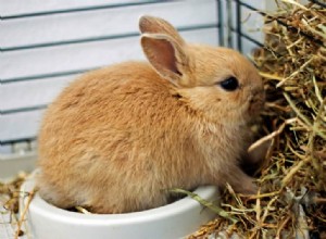 Choosing the Right Hay for Rabbits: A Comprehensive Nutritional Guide