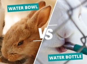 Water Bowl vs. Bottle Feeder: Choosing the Best Hydration for Your Rabbits