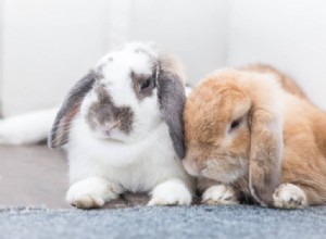 How to Spot Rabbit Illness: 11 Key Warning Signs You Must Know